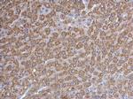 Prohibitin Antibody in Immunohistochemistry (Paraffin) (IHC (P))