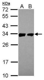 Prohibitin Antibody in Western Blot (WB)