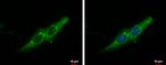 Prohibitin Antibody in Immunocytochemistry (ICC/IF)