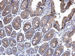 Prohibitin Antibody in Immunohistochemistry (Paraffin) (IHC (P))