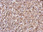 Prohibitin Antibody in Immunohistochemistry (Paraffin) (IHC (P))