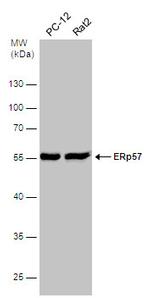 ERp57 Antibody in Western Blot (WB)