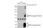 FZD6 Antibody in Western Blot (WB)