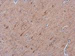 OMG Antibody in Immunohistochemistry (Paraffin) (IHC (P))