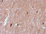 OMG Antibody in Immunohistochemistry (Paraffin) (IHC (P))