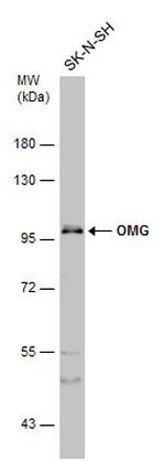 OMG Antibody in Western Blot (WB)