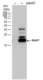 MAFF Antibody in Western Blot (WB)