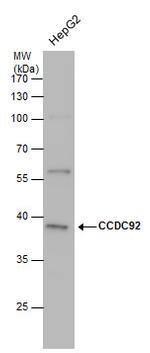 CCDC92 Antibody in Western Blot (WB)