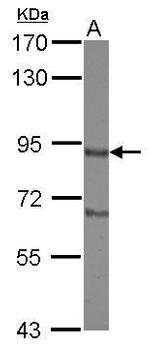 DISC1 Antibody in Western Blot (WB)