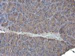 beta Actin Antibody in Immunohistochemistry (Paraffin) (IHC (P))