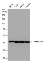 beta Actin Antibody in Western Blot (WB)