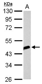 beta Actin Antibody in Western Blot (WB)