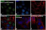 HIF1A Antibody in Immunocytochemistry (ICC/IF)