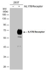 IL17RB Antibody in Western Blot (WB)