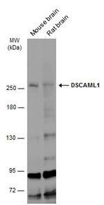 DSCAML1 Antibody in Western Blot (WB)