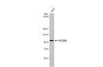 ATG9A Antibody in Western Blot (WB)