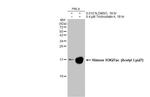 H3K27ac Antibody in Western Blot (WB)