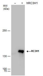 RC3H1 Antibody in Western Blot (WB)