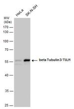 beta-3 Tubulin Antibody in Western Blot (WB)