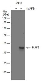 MAFB Antibody in Western Blot (WB)