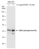 Phospho-CREB (Ser133) Antibody in Western Blot (WB)
