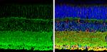 PMCA1 ATPase Antibody in Immunohistochemistry (Paraffin) (IHC (P))