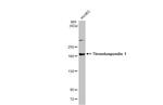 Thrombospondin 1 Antibody in Western Blot (WB)