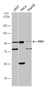 RIN1 Antibody in Western Blot (WB)