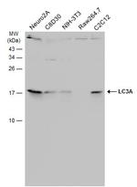 LC3A Antibody in Western Blot (WB)