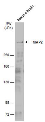 MAP2 Antibody in Western Blot (WB)