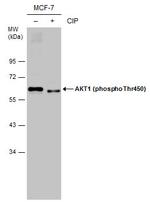 Phospho-AKT1 (Thr450) Antibody in Western Blot (WB)