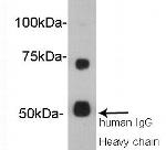 Protein S Antibody in Western Blot (WB)