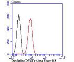 Dysferlin Antibody in Flow Cytometry (Flow)