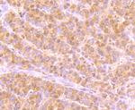 USP36 Antibody in Immunohistochemistry (Paraffin) (IHC (P))