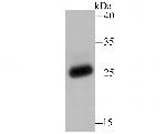 PR3 Antibody in Western Blot (WB)