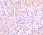 ATF6 Antibody in Immunohistochemistry (Paraffin) (IHC (P))