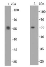 alpha Tubulin Antibody in Western Blot (WB)