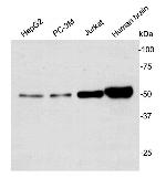 GSK3 alpha Antibody in Western Blot (WB)