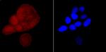 CUG-BP2 Antibody in Immunocytochemistry (ICC/IF)