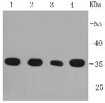 PP2A alpha/beta Antibody in Western Blot (WB)