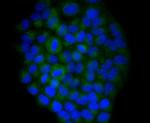 YBX1 Antibody in Immunocytochemistry (ICC/IF)