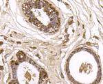 GSK3B Antibody in Immunohistochemistry (Paraffin) (IHC (P))