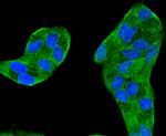 Cytochrome C Antibody in Immunocytochemistry (ICC/IF)