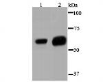 Glypican 1 Antibody in Western Blot (WB)