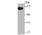 UBA3 Antibody in Western Blot (WB)