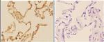 Acetylcholinesterase Antibody in Immunohistochemistry (Paraffin) (IHC (P))