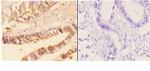 Acetylcholinesterase Antibody in Immunohistochemistry (Paraffin) (IHC (P))