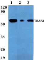 TRAF2 Antibody in Western Blot (WB)