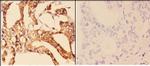 14-3-3 zeta Antibody in Immunohistochemistry (Paraffin) (IHC (P))