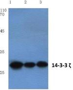 14-3-3 zeta Antibody in Western Blot (WB)